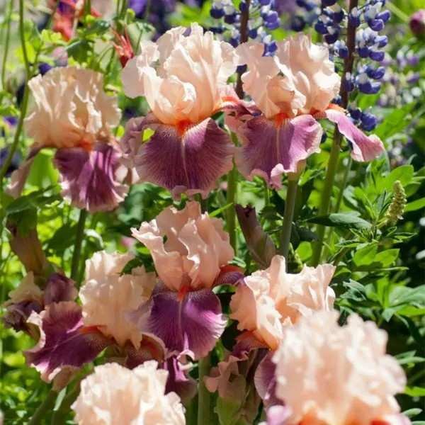 Cherry Blossom Bearded Iris