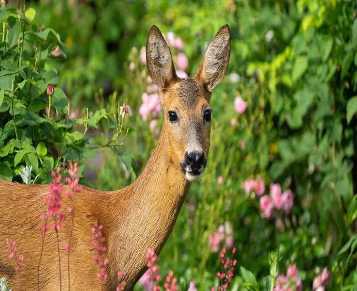 Explore Easy DIY Deer Deterrents to Protect Your Garden