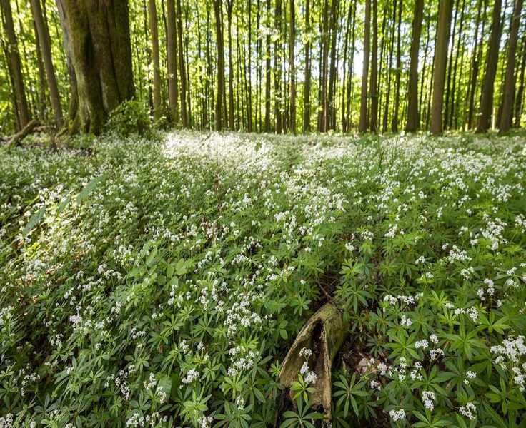 Top Ground Cover Plants for Easy Growth in Your Yard