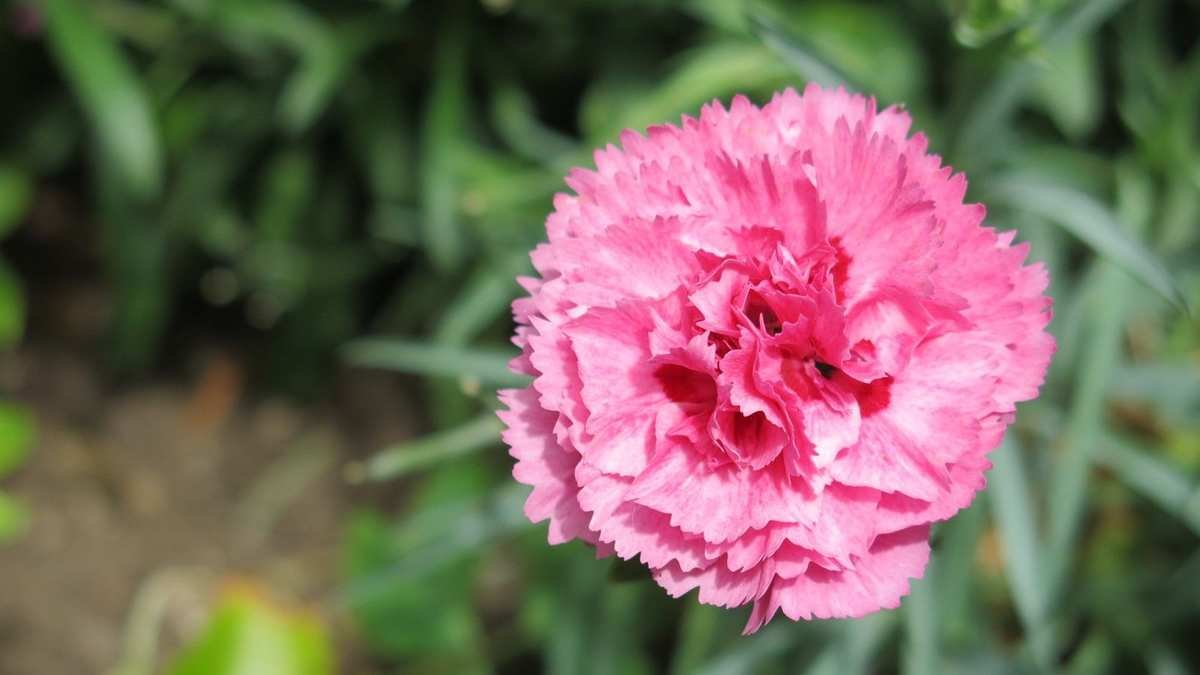 Mastering Dianthus Deadheading for a Blooming Summer Garden