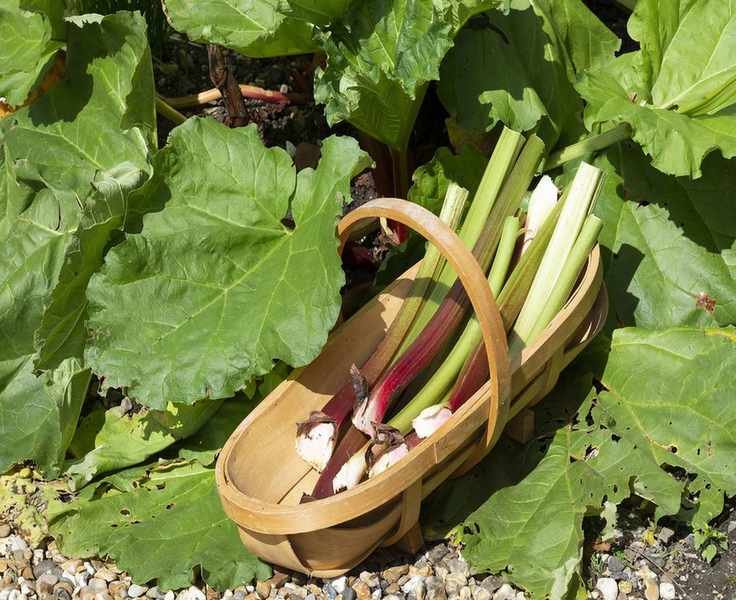 Rhubarb in trug
