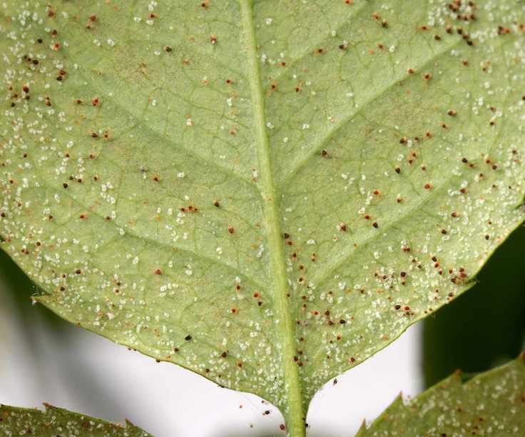 Spider mites and their eggs on the underside of a leaf
