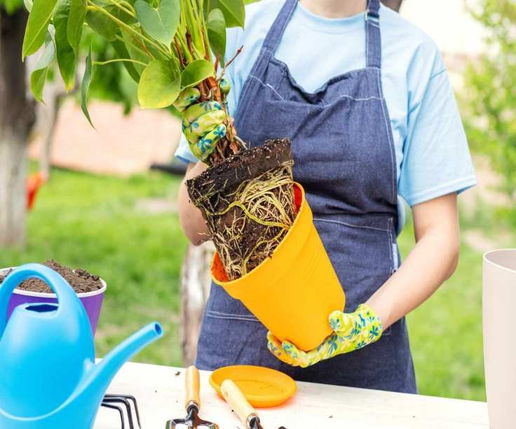 A small tree with constricted roots being removed from its pot