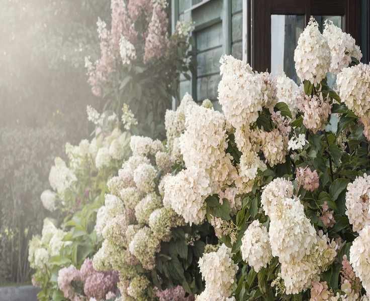 Hydrangea Landscaping Ideas: 12 Stunning Ways to Utilize These Blooms