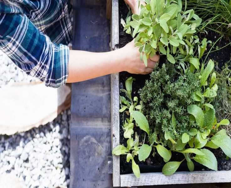 Unique Herbs to Grow – 9 Varieties for Flavorful Gardens