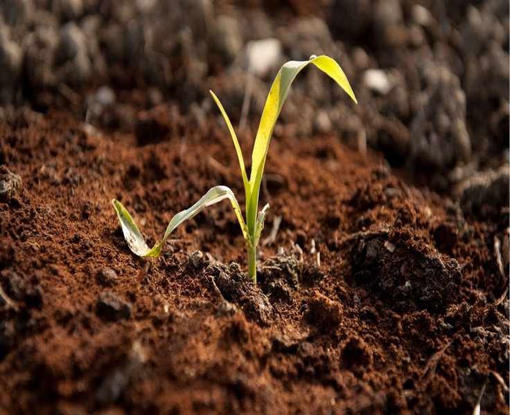 Transform Coffee Grounds into Slug Deterrents for Your Garden