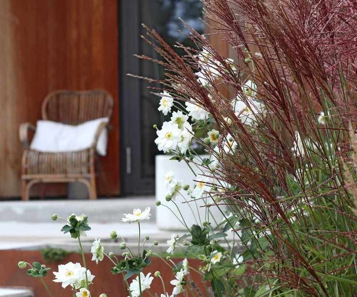 White anemones and burgundy grasses in garden designed by Annika Zetterman