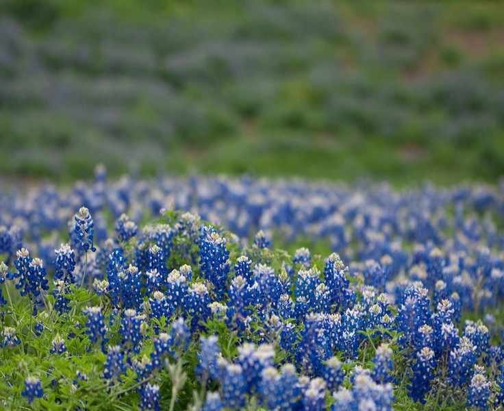 Growing Bluebonnets: Tips for Cultivating Texas' Beloved Flower