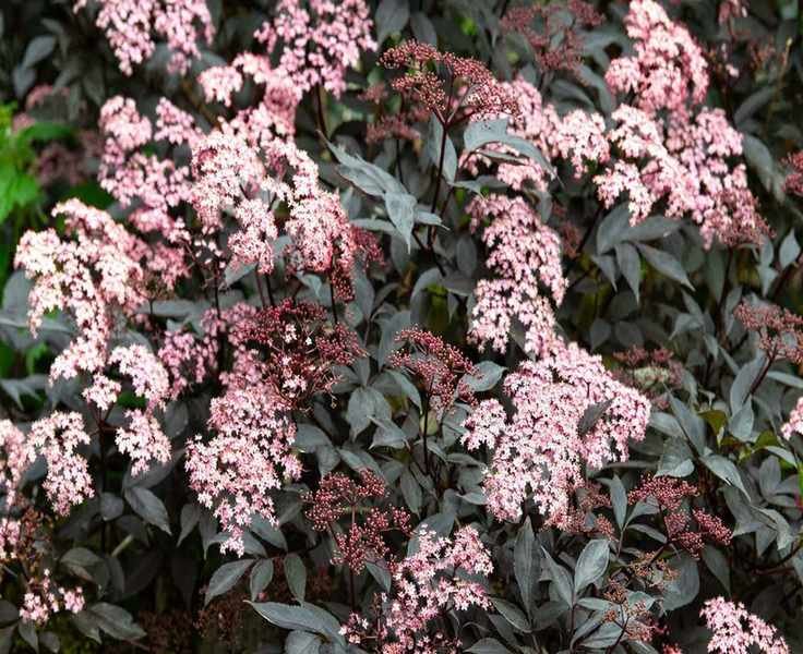Growing Sambucus: Essential Tips for Elder Care and Cultivation