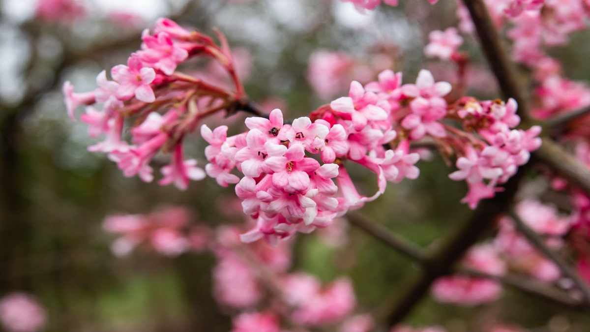 Delightful Winter Flowers for Fragrance – 12 Aromatic Plants to Cultivate