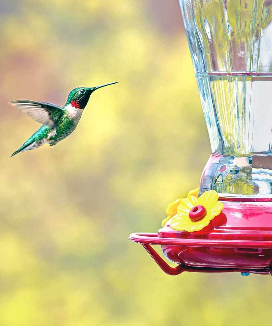 Hummingbird at a feeder