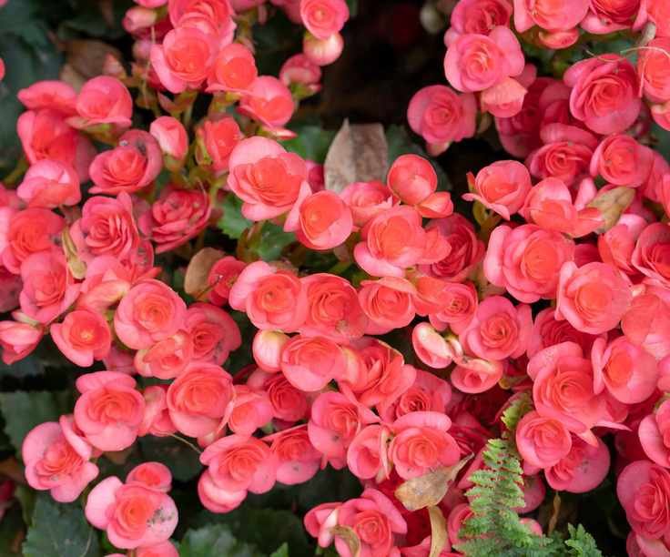 Begonias
