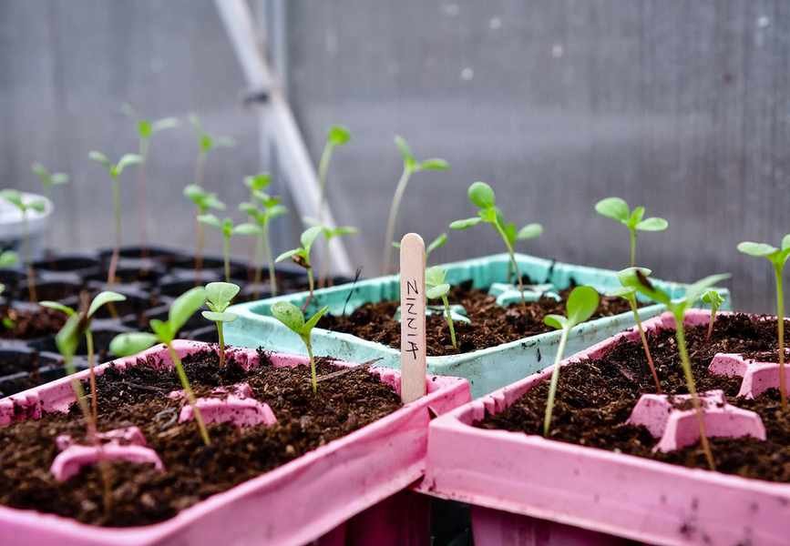 how to grow zinnias GettyImages-1289570749