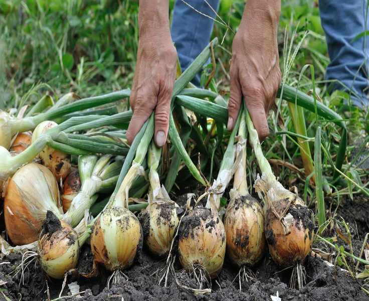 Optimal Timing for Planting Onions for a Thriving Harvest