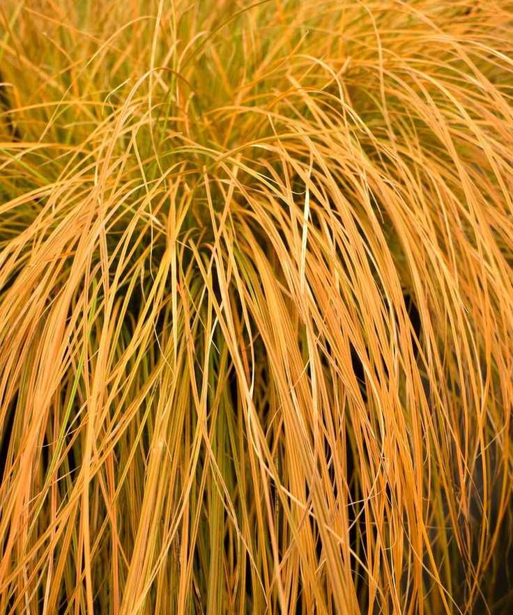 Carex testacea