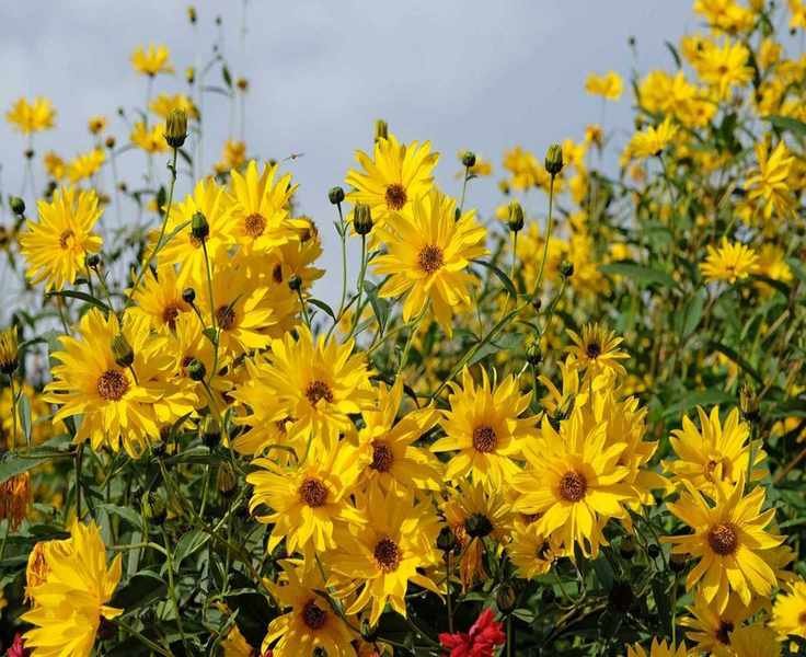 Pruning Sunflowers for Stunning Blooms and Thriving Plants