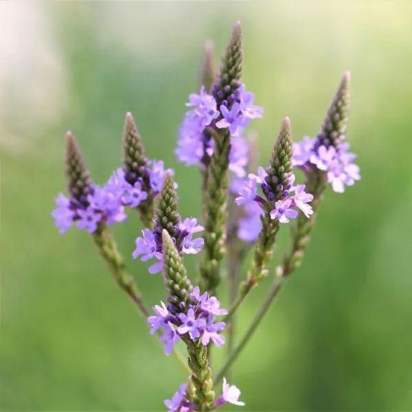 Blue vervain, verbena, with purple flowers and green backdrop