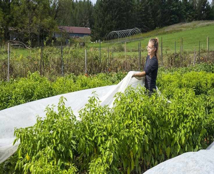 Understanding Frost Cloth for Plants and Its Effective Use