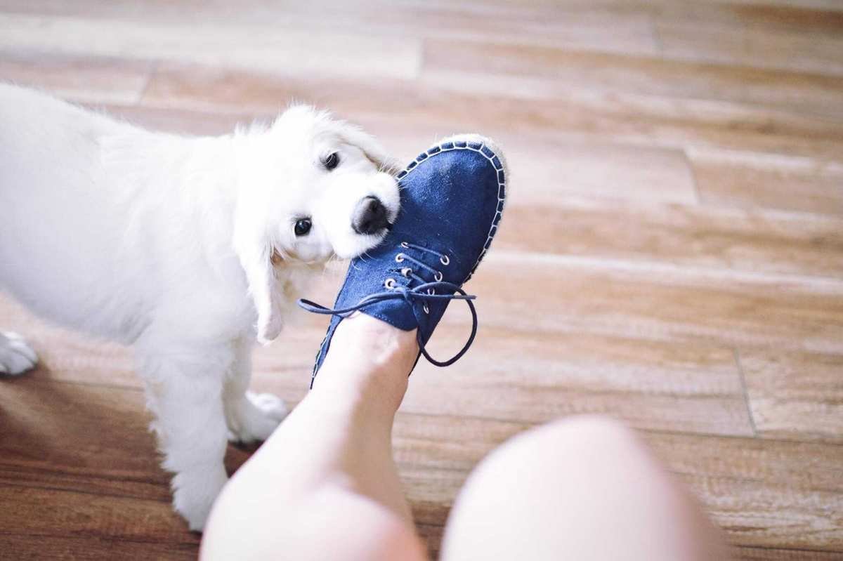 Is Your Homeowners Insurance Ready for Dog Bites and Liability Risks?