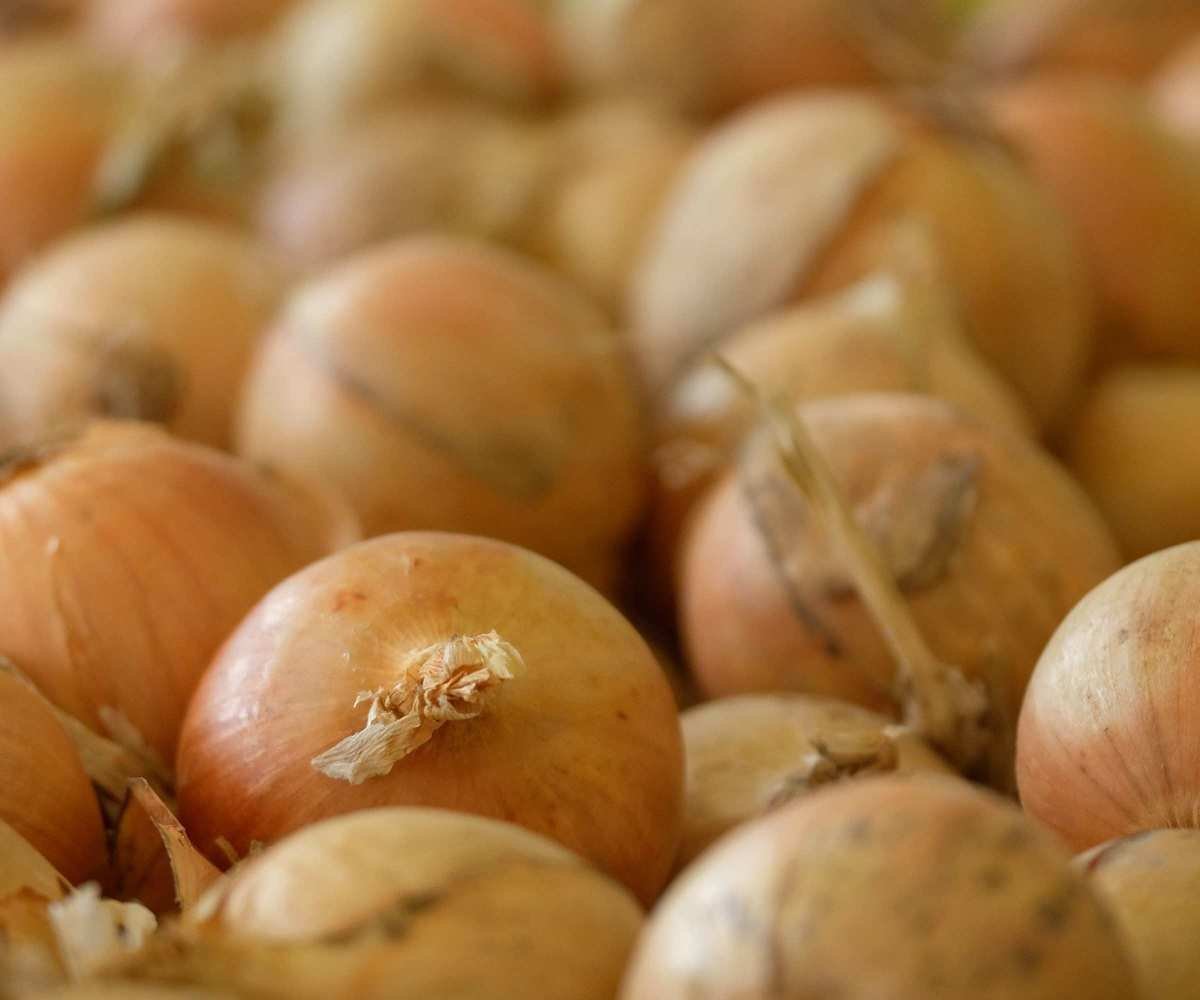 A tray of freshly harvested brown onions