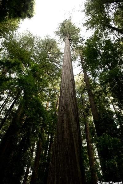 Humboldt Redwoods State Park, California