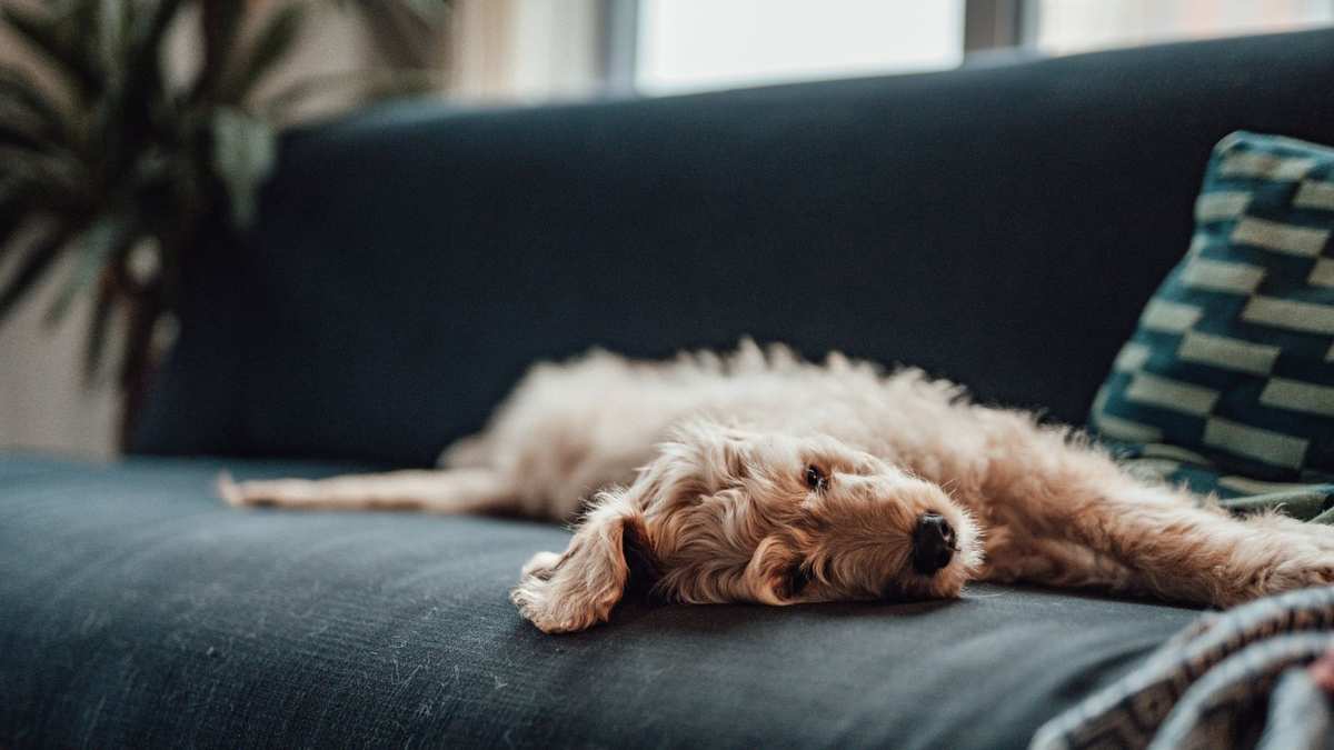 6 Essential Products to Eliminate Dog Odor from Your Home