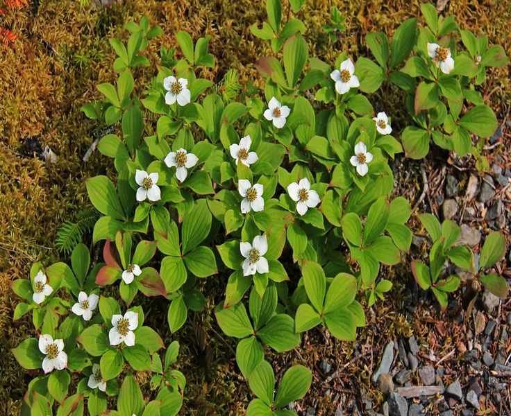 Growing Bunchberry Dogwood: The Perfect Groundcover for Shady Areas