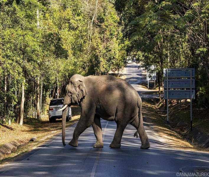Exploring Khao Yai National Park: A Nature Retreat Near Bangkok