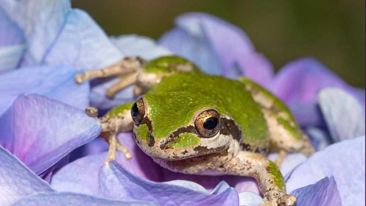 Attracting Frogs to Your Yard: Natural Pest Control Benefits