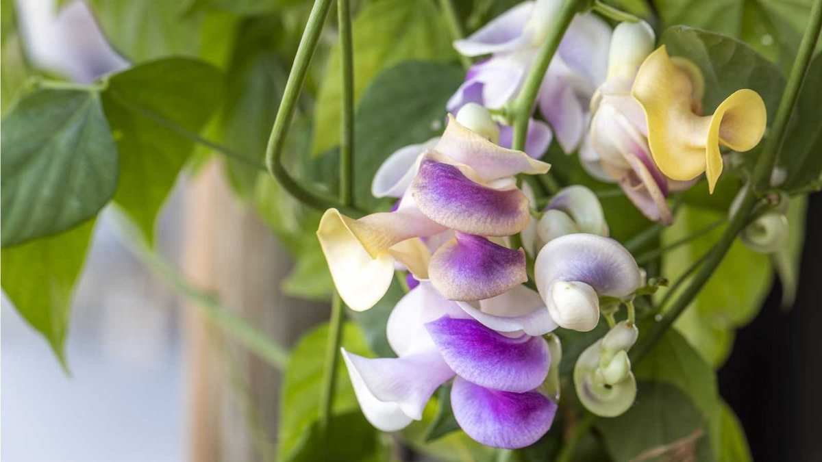 Corkscrew Vine: A Stunning Climber That Draws Hummingbirds All Summer