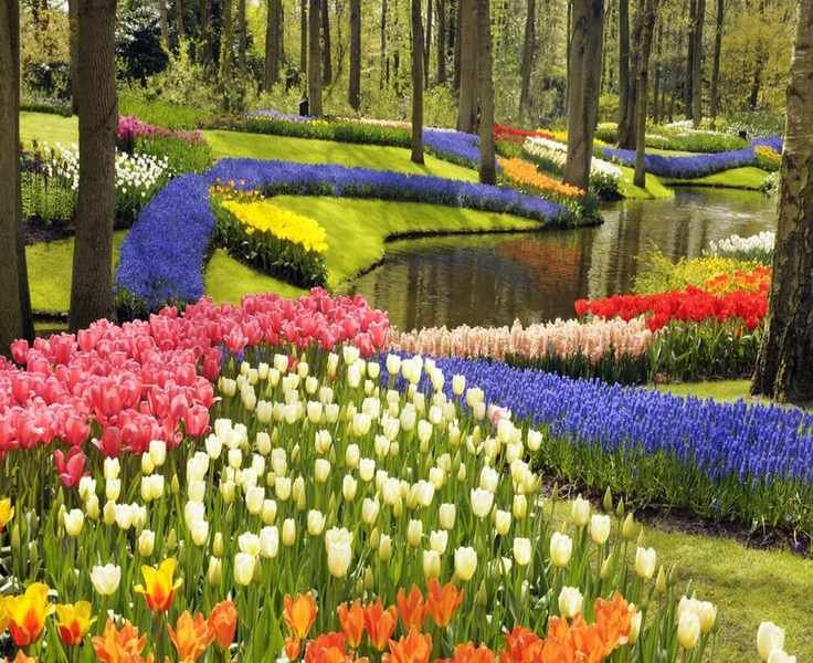 First Ever Mixed Meadow of Bulbs and Perennials Unveiled at Keukenhof