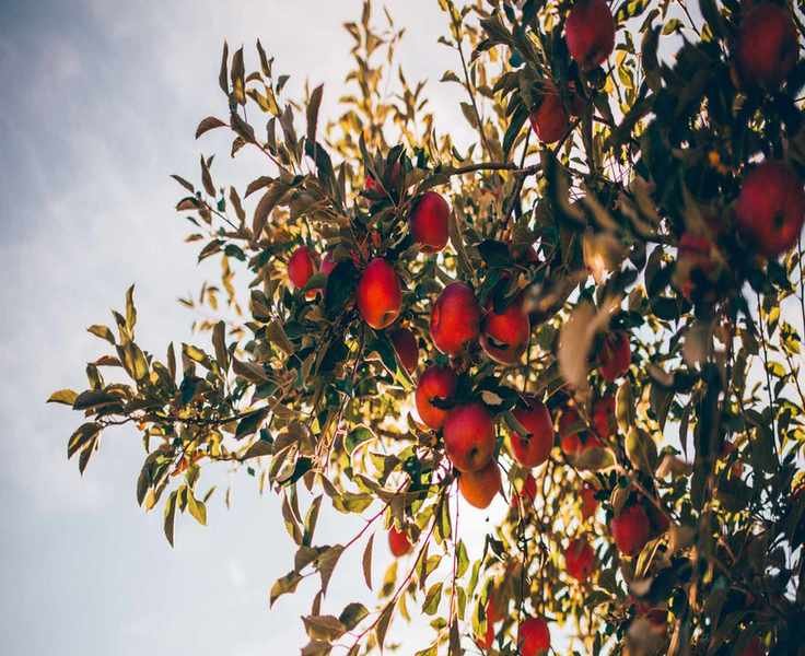 July Pruning Tips for Perfect Apples: Monty Don's Expert Advice