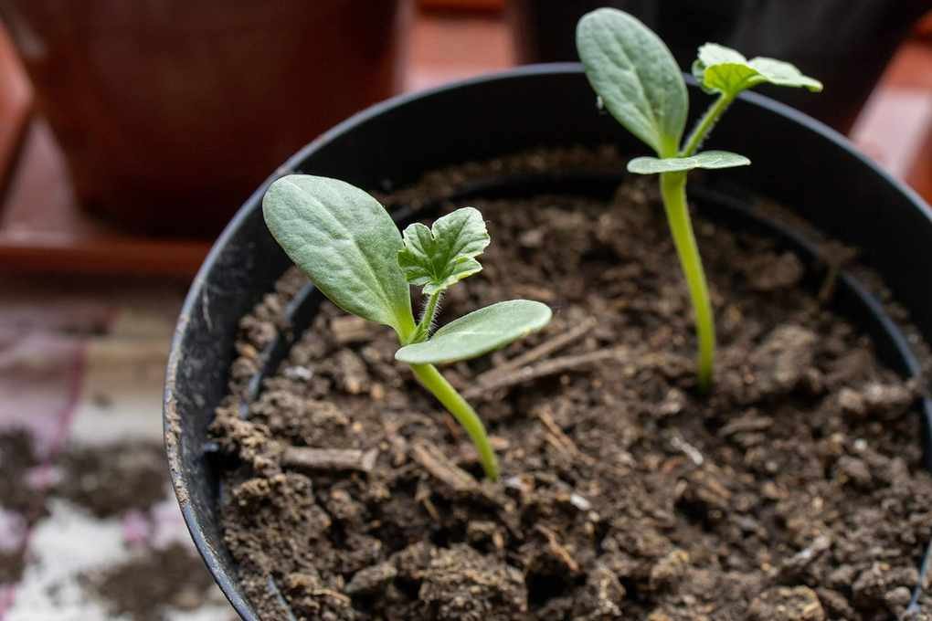 watermelon seedlings growing in ground