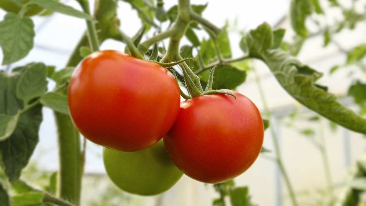 Essential Tips to Combat Tomato Pests and Protect Your Plants