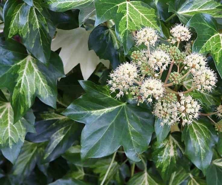 Fatshedera lizei ‘Annemieke’ tree ivy