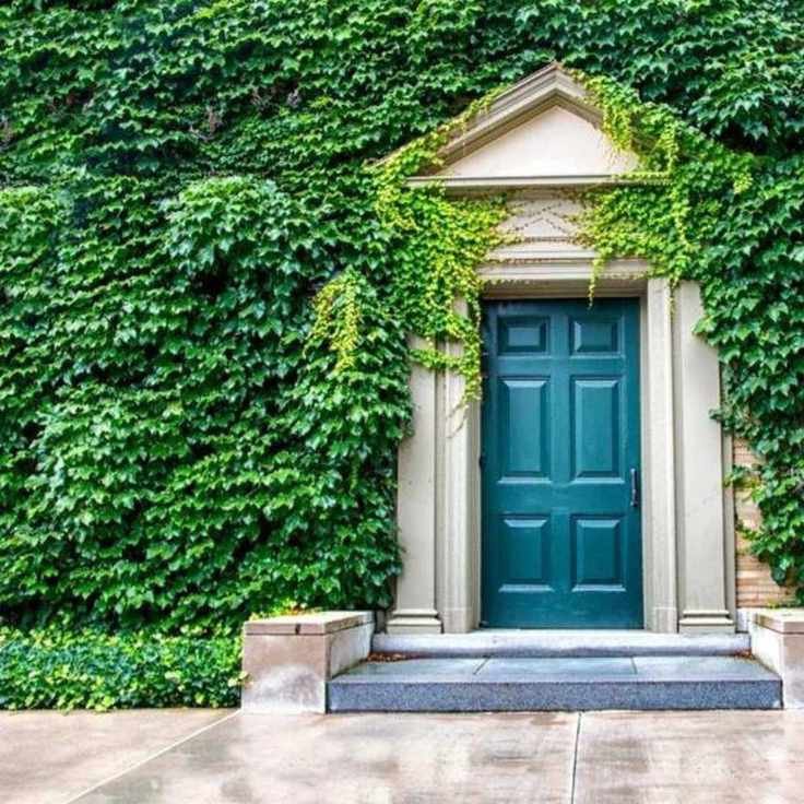English Ivy