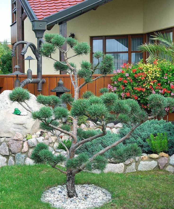 Pinus sylvestris 'Watereri' in a front yard