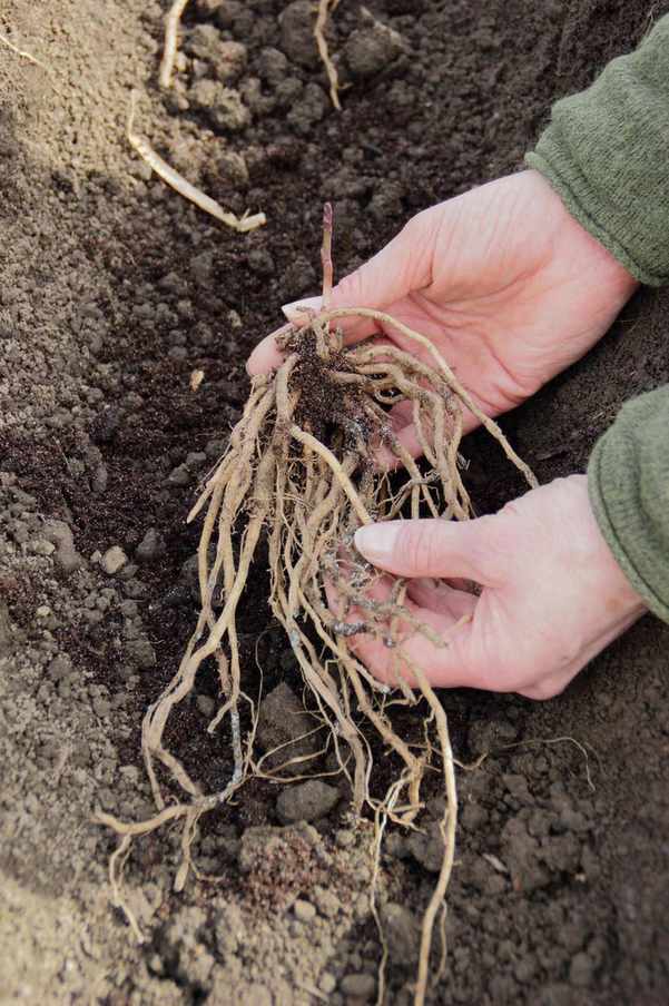 planting an asparagus crown