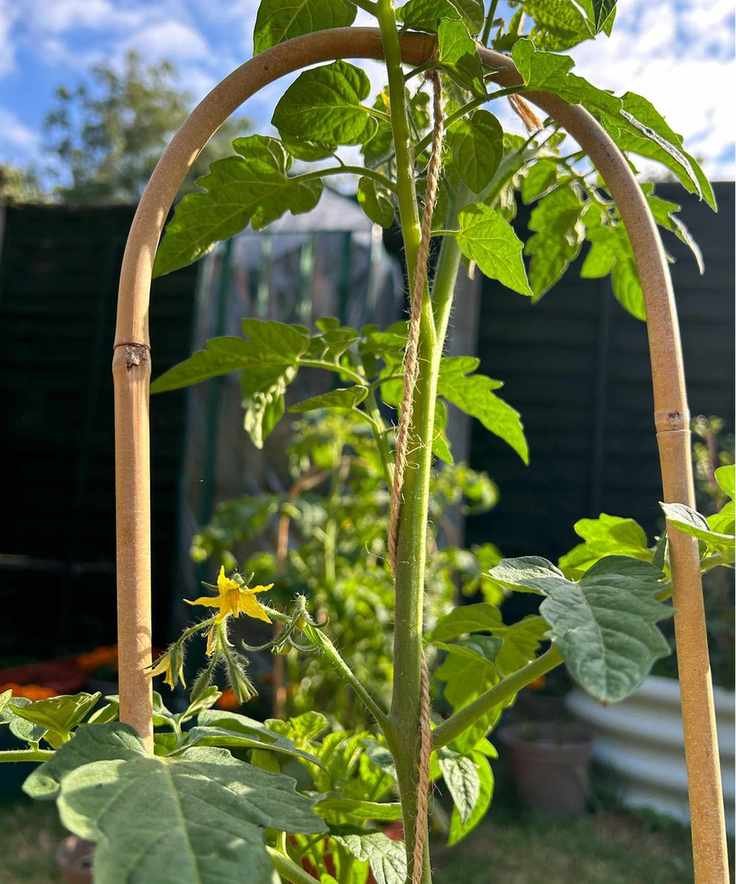 Tomato string method