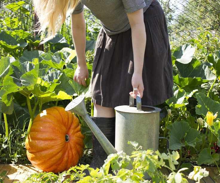 Woman watering a pumpkin plant