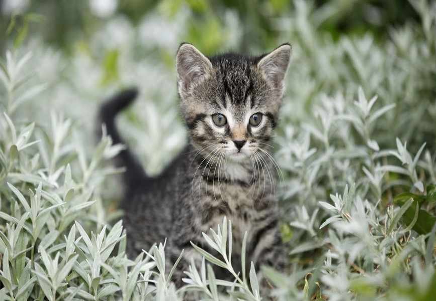 10 Cat-Safe Indoor Plants for a Feline-Friendly Home