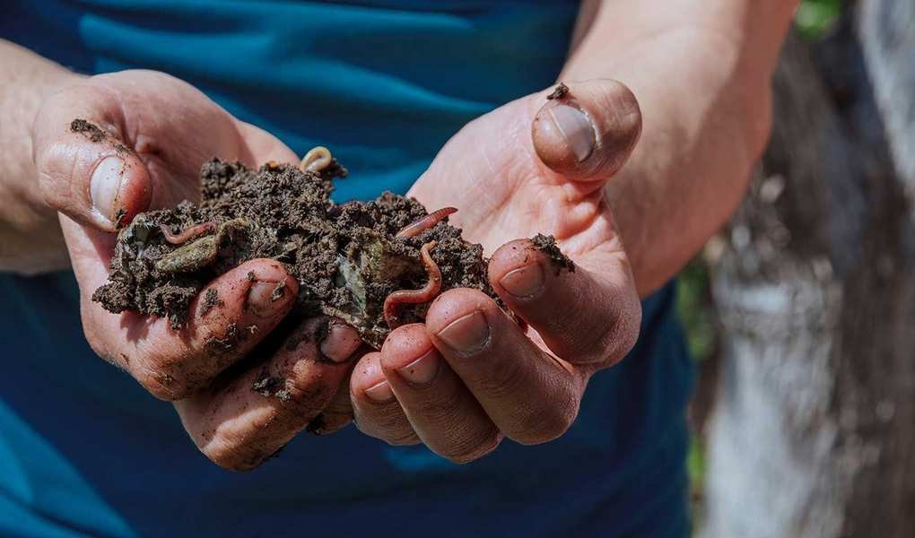 What not to put in a wormery – 6 foods to keep off the menu when making compost