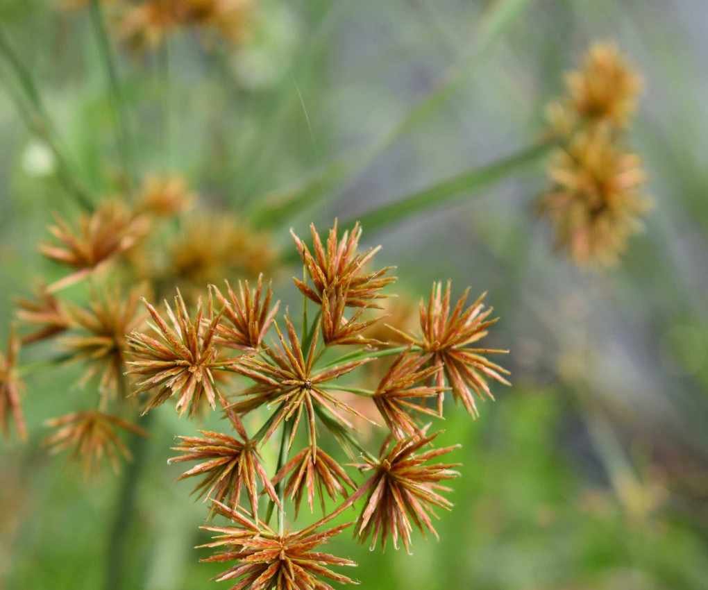 Nutgrass in a garden with brown flowers during summer