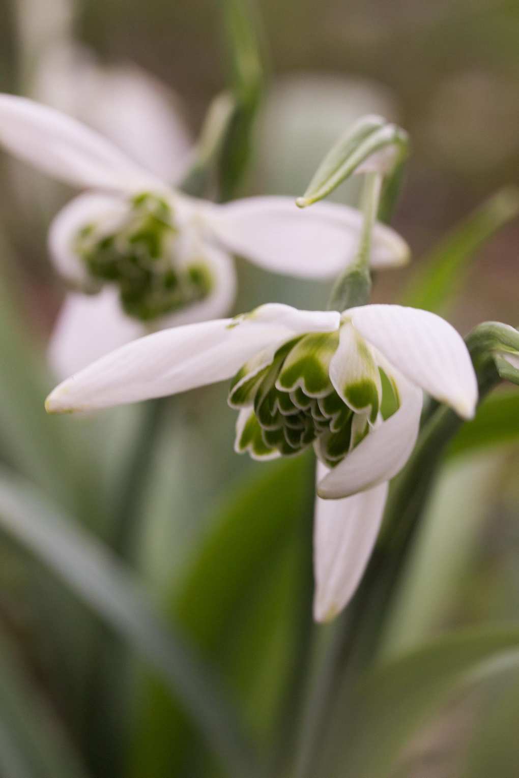 Galanthus Starling