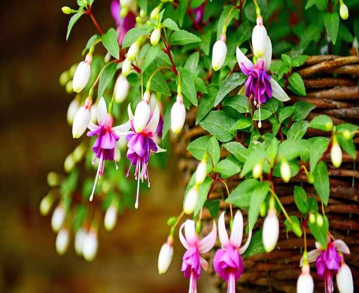 Essential Tips for Thriving Fuchsias: Care for Stunning Blooms