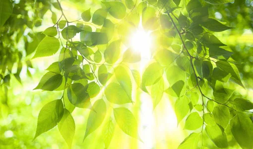 Understanding Temperature's Role in Plant Growth and Care