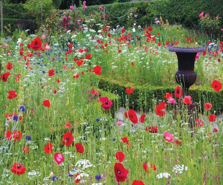 wildflower meadow in a cottage back yard