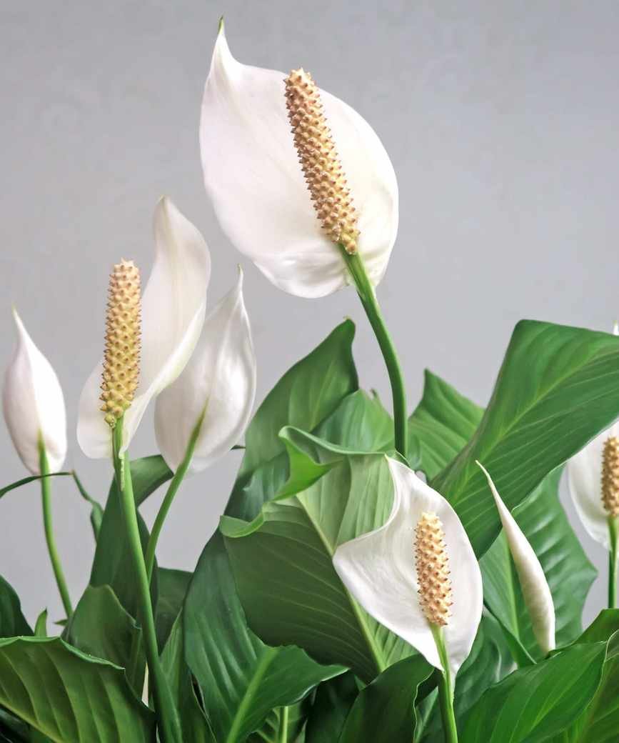 Peace Lily
