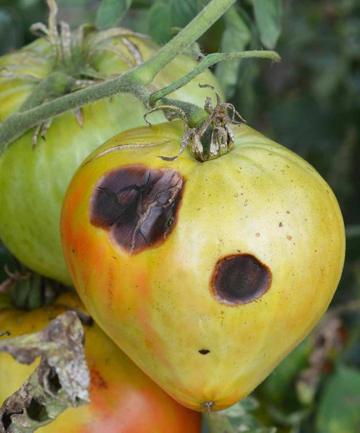 Tomatoes with blossom-end rot