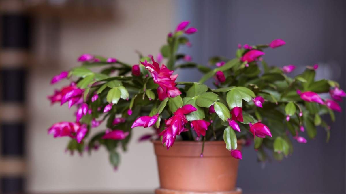 Get Your Christmas Cactus to Bloom with These Essential Tips